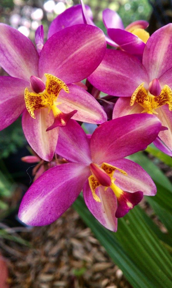 Ground Orchids
