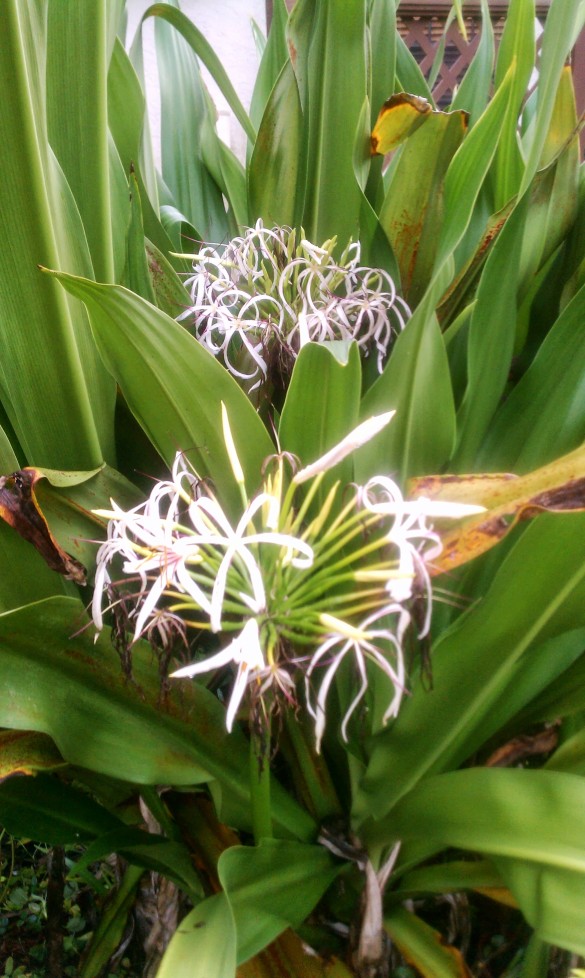 Giant Spider Lilly