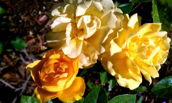 Julia Child roses